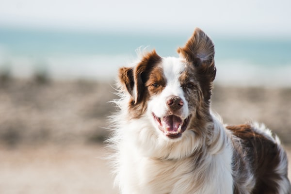 Pet Products